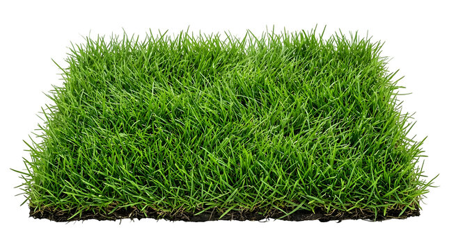 A square patch of lush green grass sod isolated on transparent background