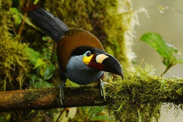 Frontal view of a Plate-billed mountain toucan (Andigena laminirostris) on a mossy branch in the Ecuadorian cloud forest near Santa Rosa, Mindo © SimonJohannes