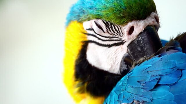 Extreme close-up footage of a blue and yellow macaw showing intricate feather patterns, eye detail and powerful beak in natural light.