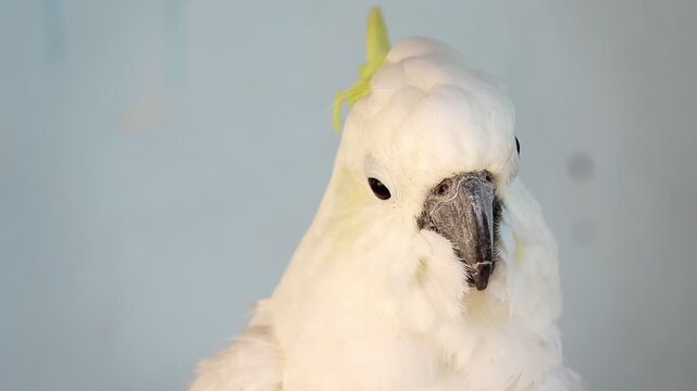 Close up profile of a sulfur-crested cockatoo showing bright yellow crest feathers and black beak against a soft neutral background. Detailed portrait of exotic white parrot looking at camera.