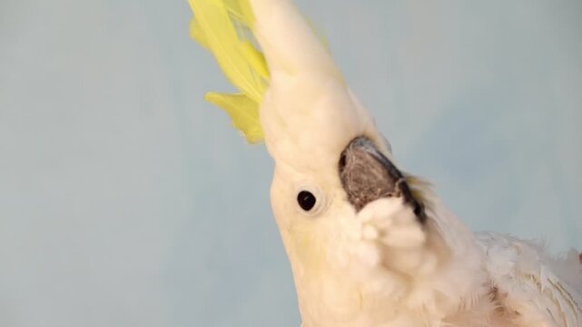 Close up profile of a sulfur-crested cockatoo showing bright yellow crest feathers and black beak against a soft neutral background. Detailed portrait of exotic white parrot looking at camera.
