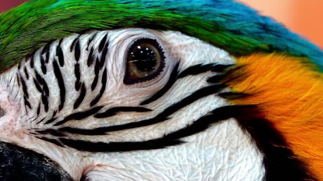 Extreme close-up footage of a blue and yellow macaw showing intricate feather patterns, eye detail and powerful beak in natural light.