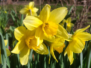 Fototapeta premium Daffodil (Narcissus) flower in spring garden