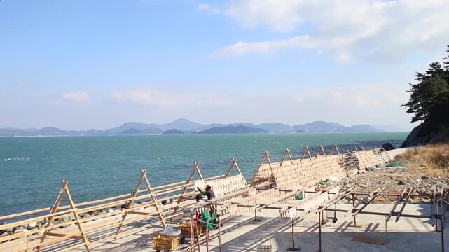 Korea Tongyeong Chudo island dried snailfish drying ocean coast seafood marine product 통영 추도 섬마을 물메기 미역어 꼼치 물곰 물텀벙 물잠뱅이 어업 통발 고기잡이 생선손질 말리기 건어물 덕장 해풍 건조 바닷가 어촌 수산물 반건조 생선 수산업 식재료