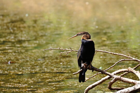 Oriental Darter Perched Above Wetland Waters in Sri Lanka