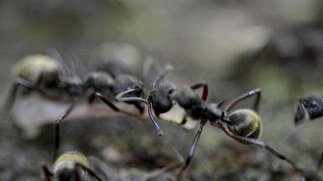 Macro view of ants working together to carry food on a textured surface