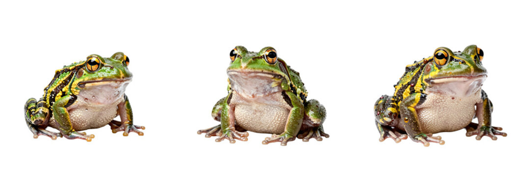 Three striking African bullfrogs, also known as pixie frogs, face forward on a black backdrop