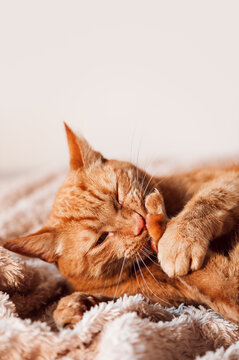 Cute ginger cat