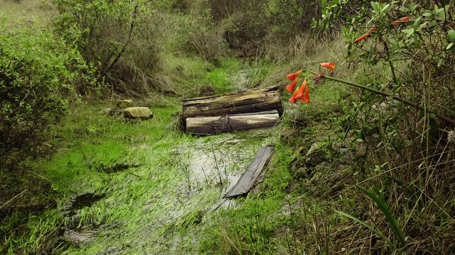 Endemic Chilean Red and yellow Aauca de Fuego Wildflower (Rhodophiala phycelloides) Growing Next to a Small Creek in Central Chile