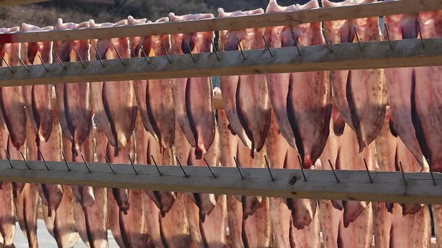 Korea Tongyeong Chudo island dried snailfish drying ocean coast seafood marine product 통영 추도 섬마을 물메기 미역어 꼼치 물곰 물텀벙 물잠뱅이 어업 통발 고기잡이 생선손질 말리기 건어물 덕장 해풍 건조 바닷가 어촌 수산물 반건조 생선 수산업 식재료