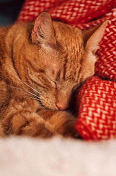 Cute ginger cat