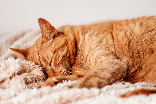Cute ginger cat