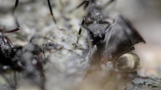 Extreme close-up of ants interacting with their environment and each other