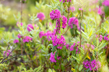 Obraz premium Kalmia angustifolia is a flowering shrub in the family Ericaceae, commonly known as sheep laurel.