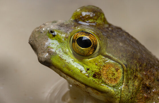 American bullfrog 