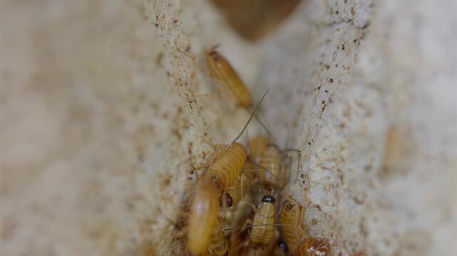 Macro view of cockroaches clustered together on a textured surface