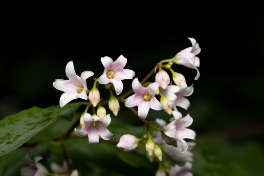 Spreading dogbane