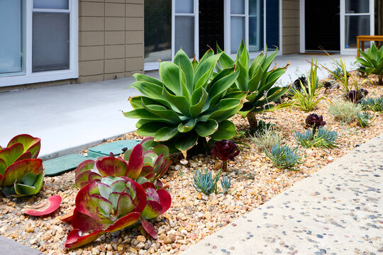 Modern residential front yard landscaping with vibrant succulent plants, including foxtail agave and paddle plant, growing in an ornamental gravel rock bed along a concrete walkway.