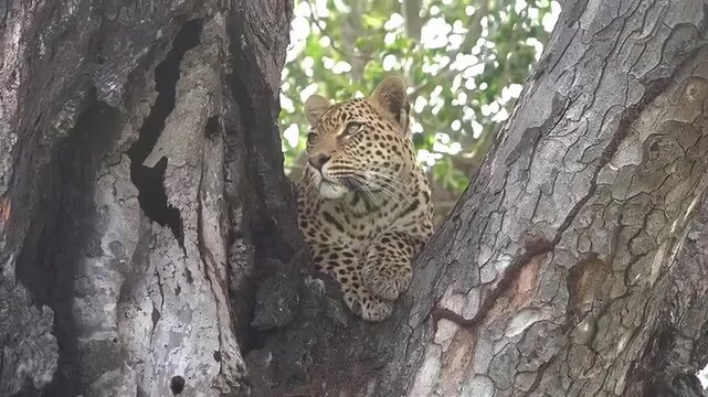 Leopard resting camouflaged on a tree trunk in its natural habitat