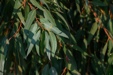 Lush green eucalyptus leaves glistening in the sunlight on a warm afternoon © Михаил Шорохов