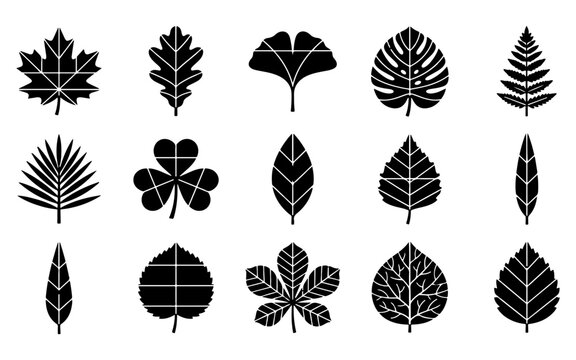 Set of black silhouette icons representing various types of tree leaf shapes for botanical design and nature graphic projects