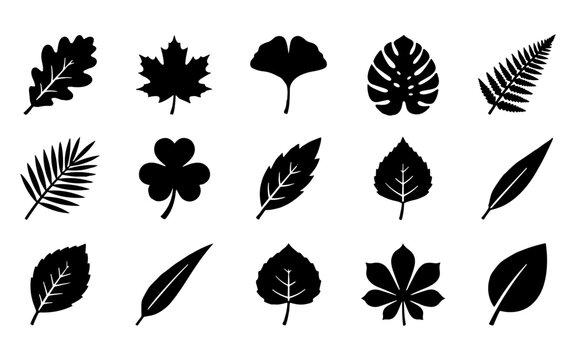 A collection of various black silhouettes representing each unique tree leaf shape for botanical design and nature graphic projects
