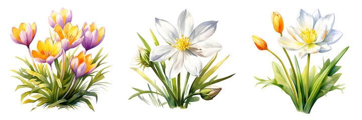 Fototapeta premium Watercolor floral illustration of three types of flowers on black background