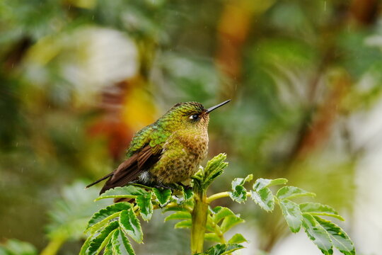 Tyrian metaltail (Metallura tyrianthina quitensis) perched on a bush at Reserva Yanacocha, Pichincha, Ecuador