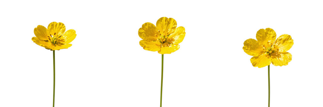 Three buttercup flowers stand upright against a solid black backdrop, creating a striking visual effect