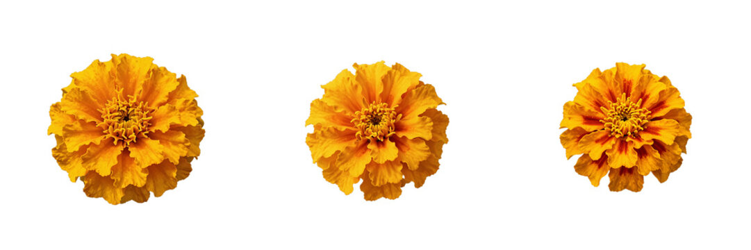 Three marigold flowers bloom vibrantly against a stark black background, showcasing their intricate petals