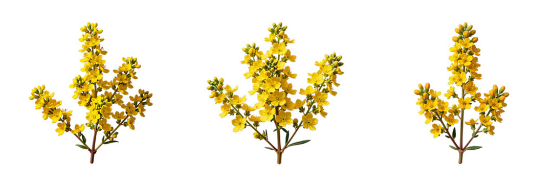 Golden shower tree branches showcases bright yellow blossoms against a dark background