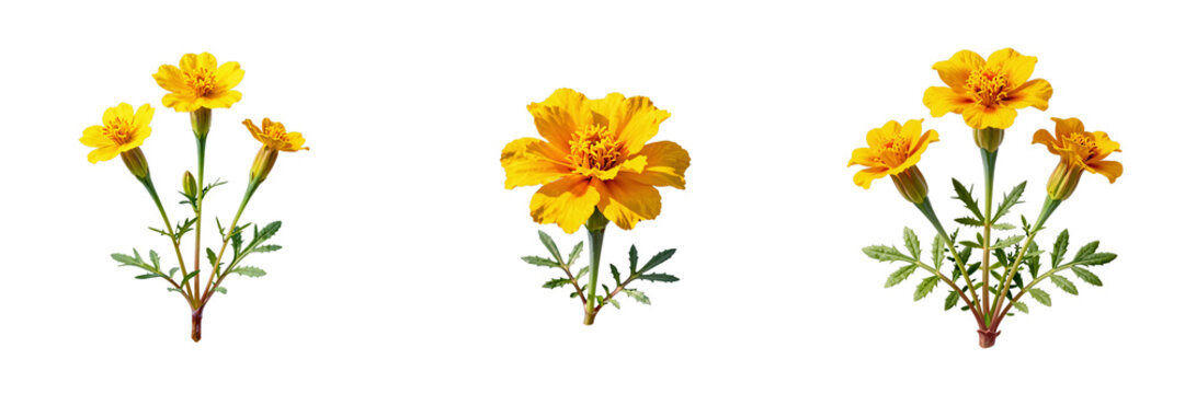 Bright yellow marigolds stand out against a black backdrop in a botanical study arrangement