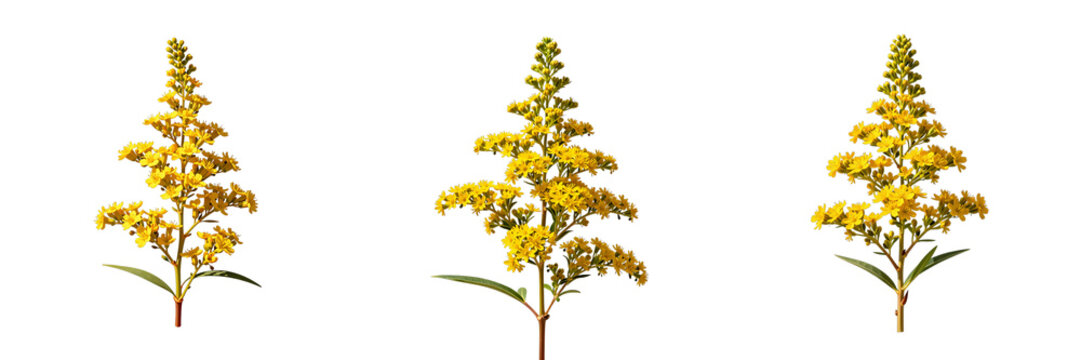 Three goldenrod flower plants in full bloom showcase their delicate textures on a black backdrop