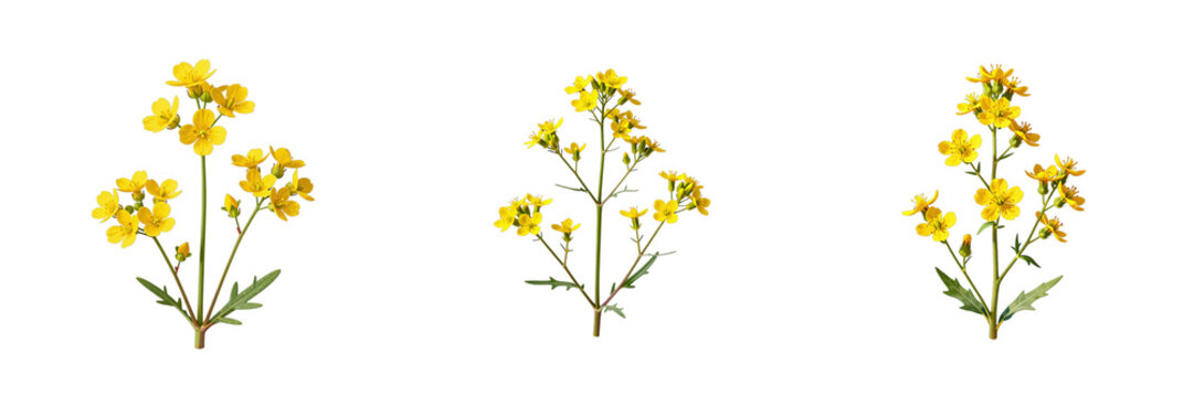 Three bunches of field mustard flowers arranged in a row against a black backdrop