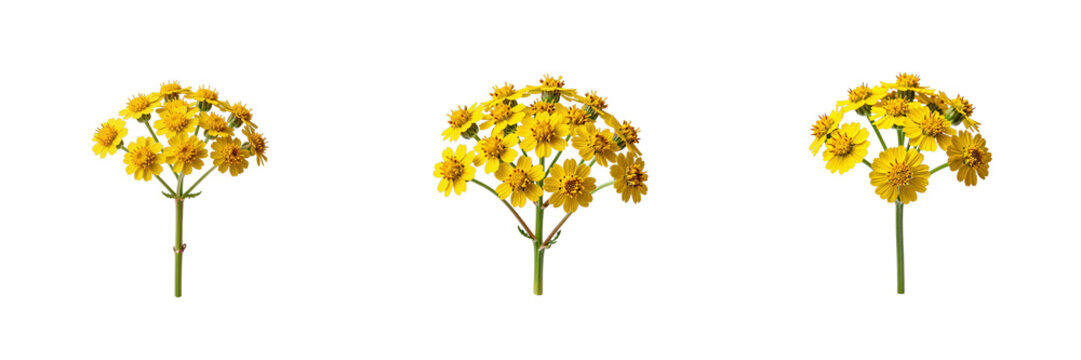 Three sprigs of bright yellow creeping buttercup flowers adorn a stark black background