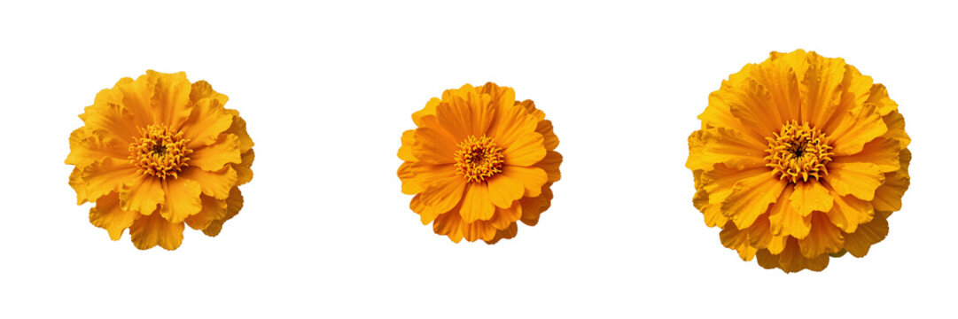 Isolated orange zinnia flowers presenting intricate petals against a stark black backdrop