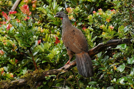 Dorsal view of a Andean Guan (Penelope montagnii atrogularis) perched on a branch at Yanacocha Reserve, Pichincha Province, Ecuador