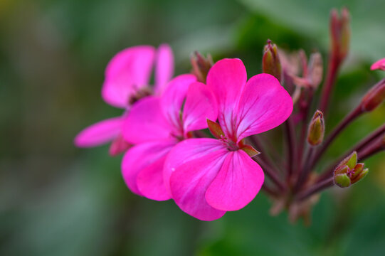 Beautiful pink geranium blooms in vibrant garden setting during warm spring afternoon