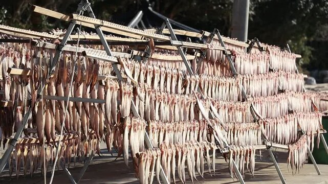 Korea Tongyeong Chudo island dried snailfish drying ocean coast seafood marine product 통영 추도 섬마을 물메기 미역어 꼼치 물곰 물텀벙 물잠뱅이 어업 통발 고기잡이 생선손질 말리기 건어물 덕장 해풍 건조 바닷가 어촌 수산물 반건조 생선 수산업 식재료