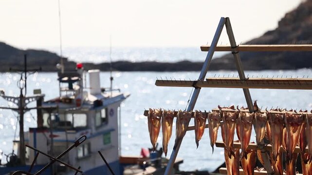 Korea Tongyeong Chudo island dried snailfish drying ocean coast seafood marine product 통영 추도 섬마을 물메기 미역어 꼼치 물곰 물텀벙 물잠뱅이 어업 통발 고기잡이 생선손질 말리기 건어물 덕장 해풍 건조 바닷가 어촌 수산물 반건조 생선 수산업 식재료
