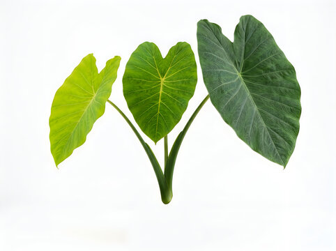 Three vibrant green taro leaves with heartshaped foliage isolated on white background