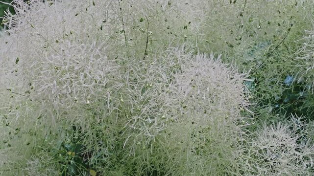 Grassy exotic sumach flower. Natural flower plant. Flora nature. White blooming flower in nature. Sumach flower. Flowering nature closeup. Macro of flowering sumach plant