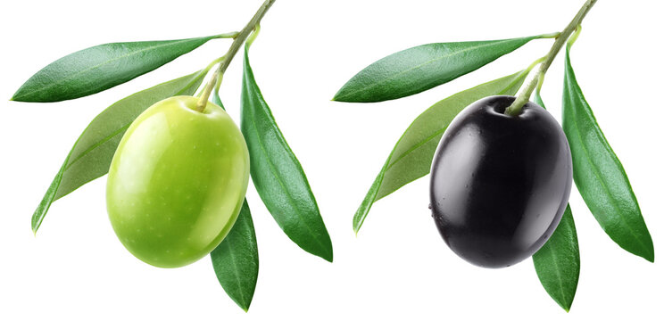 Green and black olives on branches with leaves isolated on transparent background