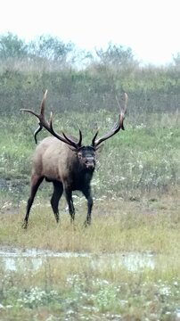 Massive Elk Bull Rut Season Intimidation Through Hissing 