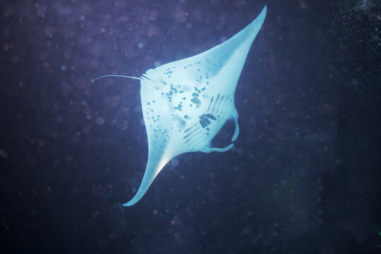 Manta ray swimming at night off the coast of Hawaii