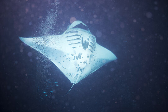 Manta ray swimming at night off the coast of Hawaii
