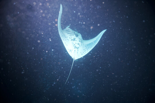Manta ray swimming at night off the coast of Hawaii