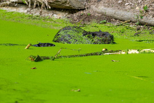 Side profile of a European beaver (Castor fiber) coated in green duckweed swimming through a pond covered with dense aquatic vegetation