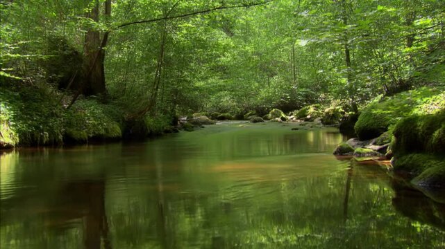 Slow motion static shot of river water flowing through mossy forest stream with dappled sunlight under tree canopy in summer