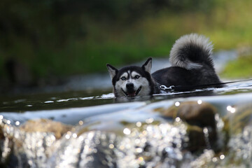 happy Husky Dog Swimming in a Stream and shaking off water © JAROSLAW PIWOWARSKI